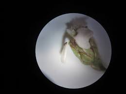 Attēlu rezultāti vaicājumam “Achillea millefolium bud”