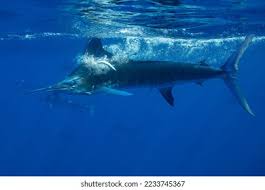 Image result for Makaira mazara