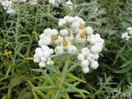 Attēlu rezultāti vaicājumam “Anaphalis margaritacea leaf”