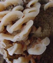 Attēlu rezultāti vaicājumam “Phlebia tremellosa”