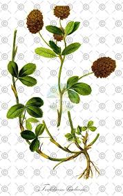 Attēlu rezultāti vaicājumam “Trifolium dubium fruit”