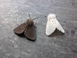 Attēlu rezultāti vaicājumam “Diaphora mendica”