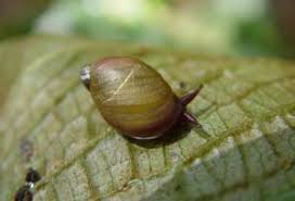 Attēlu rezultāti vaicājumam “Succinea”