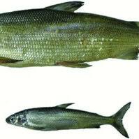 Image result for Coregonus clupeaformis