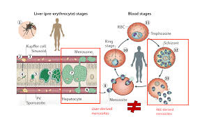 Attēlu rezultāti vaicājumam “Enteridium variabile plasmodium”
