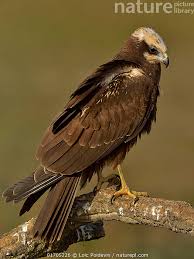 Attēlu rezultāti vaicājumam “Circus aeruginosus”