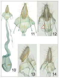 Attēlu rezultāti vaicājumam “Agonopterix ciliella imago”