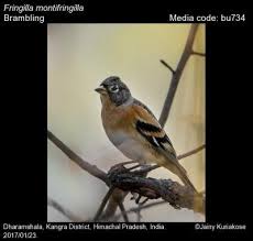 Attēlu rezultāti vaicājumam “Fringilla montifringilla”