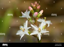 Attēlu rezultāti vaicājumam “Menyanthes trifoliata flower”