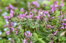 Attēlu rezultāti vaicājumam “Lamium amplexicaule flower”