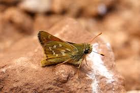 Attēlu rezultāti vaicājumam “Hesperia comma underside”