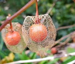 Image result for Physalis alkekengi