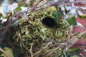 Attēlu rezultāti vaicājumam “Troglodytes troglodytes nest”