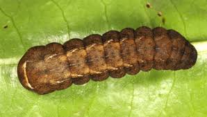 Attēlu rezultāti vaicājumam “Diarsia brunnea”