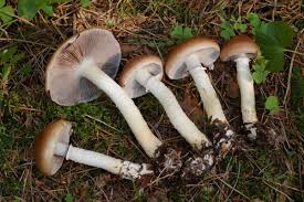 Attēlu rezultāti vaicājumam “Stropharia hornemannii”