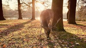 Image result for Manchester & High Peak Ramblers