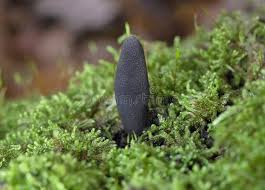 Attēlu rezultāti vaicājumam “Xylaria longipes”