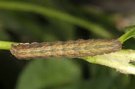 Attēlu rezultāti vaicājumam “Dypterygia scabriuscula”