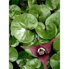 Attēlu rezultāti vaicājumam “Asarum europaeum flower”