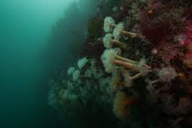 Image result for Halton Sub Aqua Club