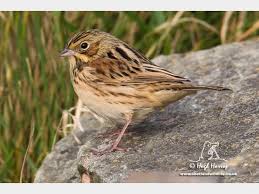 Image result for Emberiza fucata