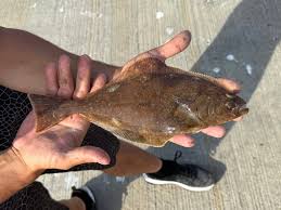 Image result for Hippoglossus hippoglossus