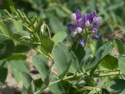 Attēlu rezultāti vaicājumam “Lathyrus japonicus subsp. maritimus flower”