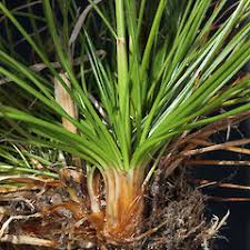 Attēlu rezultāti vaicājumam “Juncus squarrosus”