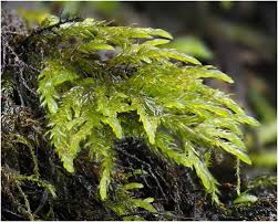 Attēlu rezultāti vaicājumam “Thamnobryum alopecurum”