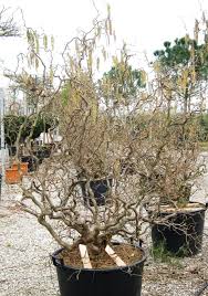 Attēlu rezultāti vaicājumam “Corylus avellana”