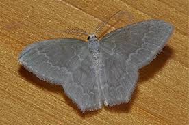 Attēlu rezultāti vaicājumam “Jodis putata”