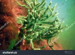 Attēlu rezultāti vaicājumam “Spongilla lacustris”