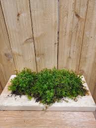 Attēlu rezultāti vaicājumam “Tetraphis pellucida”