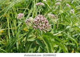 Attēlu rezultāti vaicājumam “Eupatorium cannabinum leaf”