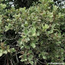 Attēlu rezultāti vaicājumam “Salix aurita leaf”