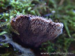 Attēlu rezultāti vaicājumam “Gloiodon strigosus”