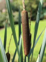 Image result for Rohrkolben