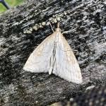 Attēlu rezultāti vaicājumam “Udea lutealis”