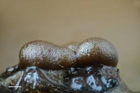 Attēlu rezultāti vaicājumam “Badhamiopsis sp.”