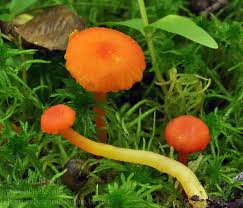 Attēlu rezultāti vaicājumam “Hygrocybe cantharellus”