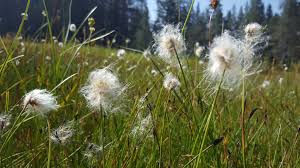 Attēlu rezultāti vaicājumam “Eriophorum gracile fruit”