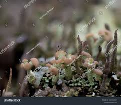 Attēlu rezultāti vaicājumam “Dibaeis baeomyces”