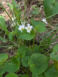 Attēlu rezultāti vaicājumam “Crepis tectorum flower”