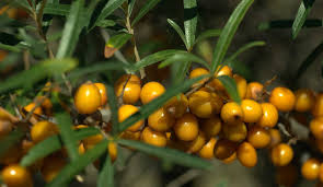 Attēlu rezultāti vaicājumam “Hippophae rhamnoides fruit”