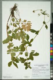 Attēlu rezultāti vaicājumam “Geum urbanum”