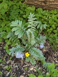 Attēlu rezultāti vaicājumam “Potentilla erecta bud”