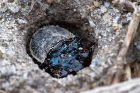 Attēlu rezultāti vaicājumam “Cicindela sylvatica imago”