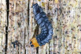 Attēlu rezultāti vaicājumam “Lycidae”