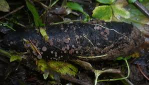 Attēlu rezultāti vaicājumam “Ombrophila violacea”