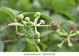 Attēlu rezultāti vaicājumam “Eleutherococcus sessiliflorus”